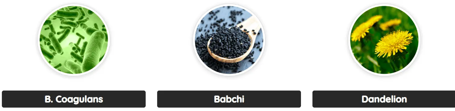Ingredients 1